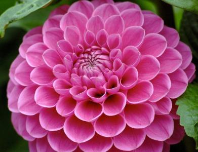 大丽花